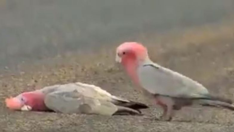 अपने साथी की मौत पर छलका पक्षी का दर्द, उसे कुछ इस तरह से दी अंतिम विदाई, Viral Video देखकर आप भी हो जाएंगे इमोशनल