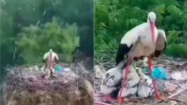 तेज बारिश में भीग रहे थे पक्षी के बच्चे, तो कुछ इस तरह से ढाल बनकर मां ने की उनकी रक्षा (Watch Viral Video)