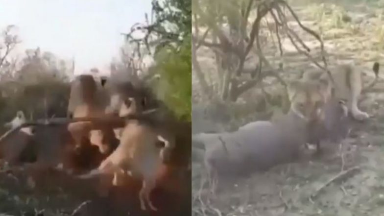जब एक जंगली सूअर पर टूट पड़ी कई शेरनियां, इस तरह किया उसका शिकार, रोंगटे खड़े कर देने वाला वीडियो हुआ वायरल (Watch Viral Video)