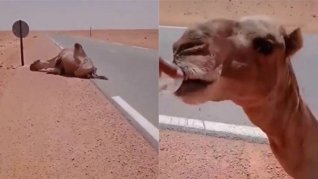 चिलचिलाती गर्मी और प्यास से परेशान होकर सड़क के किनारे बैठ गया ऊंट, शख्स ने इस तरह से की उसकी मदद 