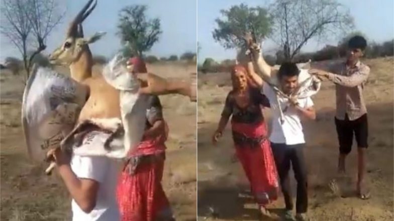 राजस्थान के शख्स ने पेश की इंसानियत की मिसाल, घायल चिंकारा को इलाज के लिए ले गया अपने कंधे पर उठाकर (Watch Viral Video)