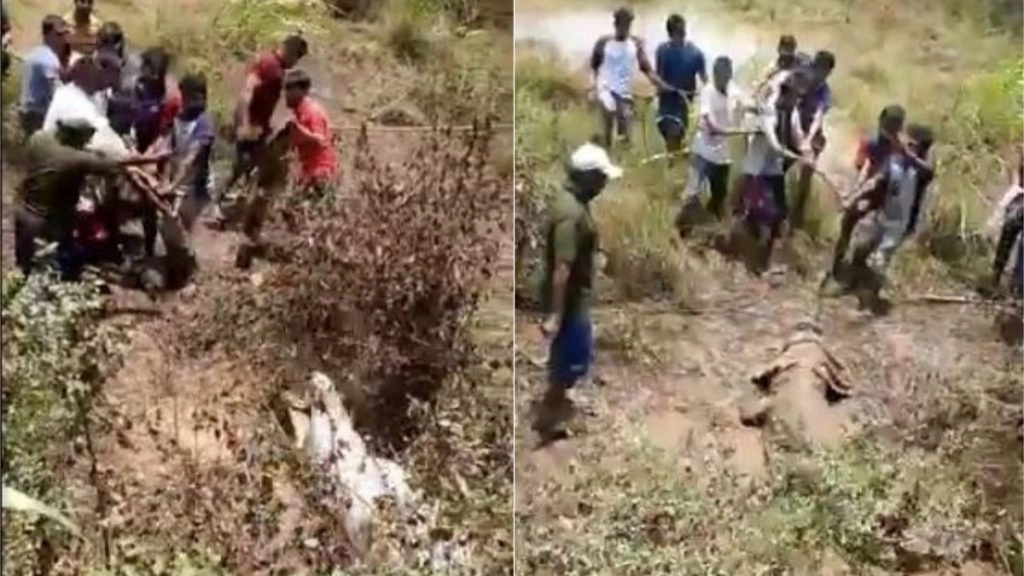 महाराष्ट्र: रिहायशी इलाके में दाखिल होकर मगरमच्छ ने मचाया आतंक, रेस्क्यू करने पहुंची टीम को दिखाने लगा टशन 