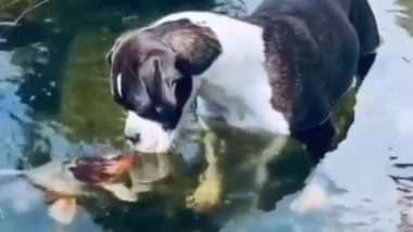 पानी में कलरफुल मछलियों के साथ खेलता दिखा नन्हा डॉग, मिली पपी को प्यार भरी किस (Watch Viral Video)