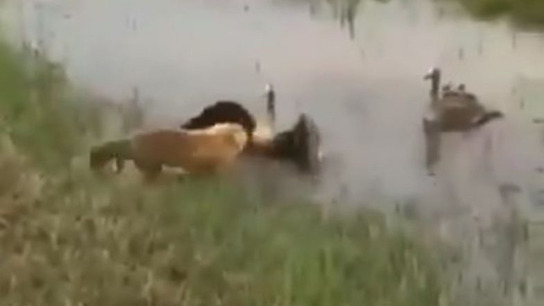 बत्तख के बच्चे पर लोमड़ी ने किया अटैक तो मां ने ऐसे सिखाया सबक, सोशल मीडिया पर वायरल हुआ वीडियो (Watch Viral Video)