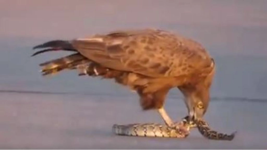 जब नागराज पर पड़ी शिकारी बाज की नजर, Viral Video में देखिए कैसे पक्षी ने किया जहरीले सांप का शिकार