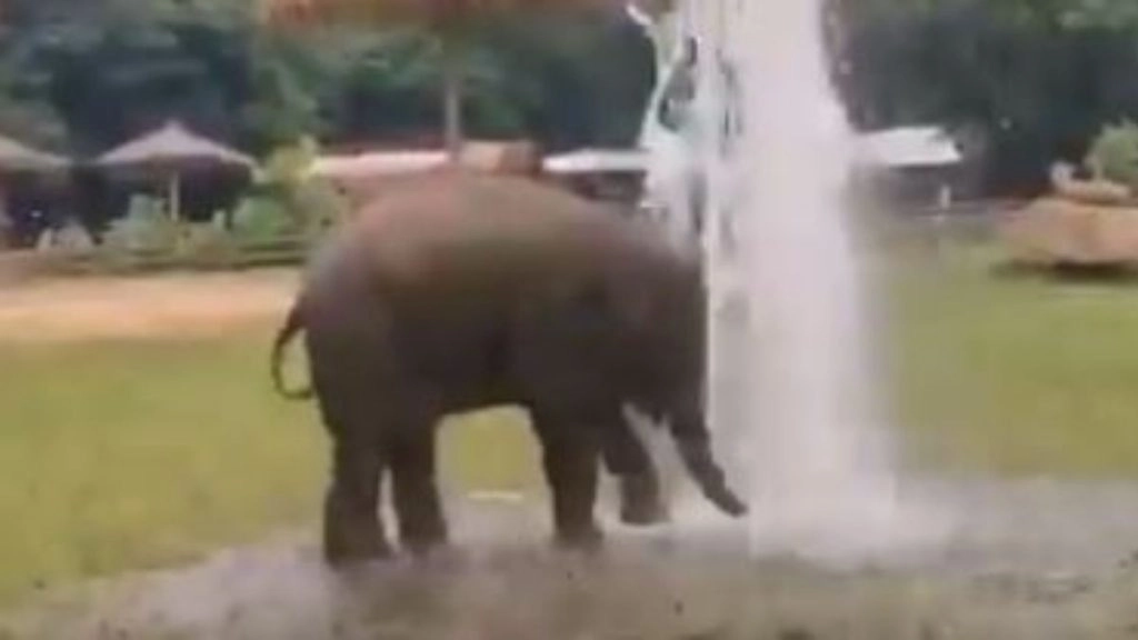 फव्वारे को देखकर अटखेलियां करने लगा हाथी, मस्ती में उछल-कूद कर लगा नहाने (Watch Viral Video)