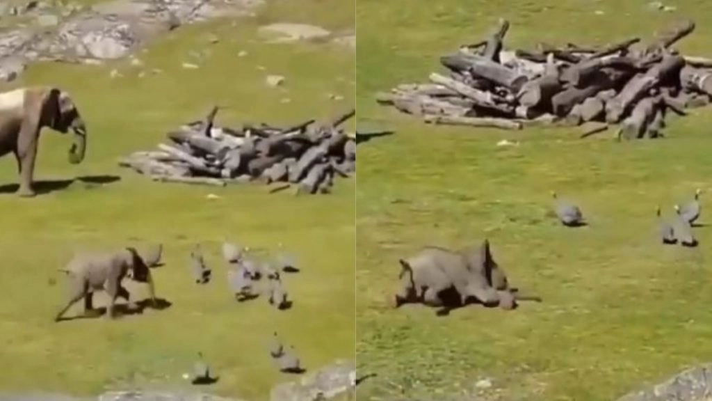 बत्तखों के साथ खेलते समय धड़ाम से गिरा नन्हा हाथी, क्यूटनेस से भरे इस Viral Video को देख मुस्कुरा देंगे आप