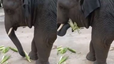 गजराज को लगी जोरों की भूख तो खाने लगा भुट्टा, हाथी के मदमस्त अंदाज का हुआ हर कोई दीवाना (Watch Viral Video)