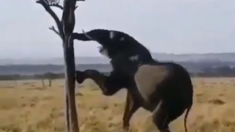 कोयंबटूर में जंगली हाथी ने किसान को कुचलकर मार डाला