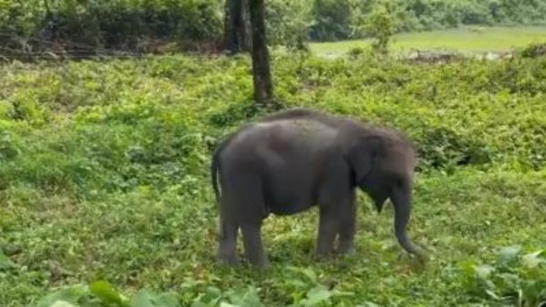 खाने के लिए सही घास चुनने की कला सीखता दिखा नन्हा हाथी, Viral Video जीत लेगा आपका दिल