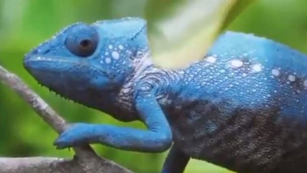 क्या आपने गिरगिट को रंग बदलते देखा है? Viral Video में देखें कैसे इस जीव ने 2 मिनट में कई बार बदला अपना रंग