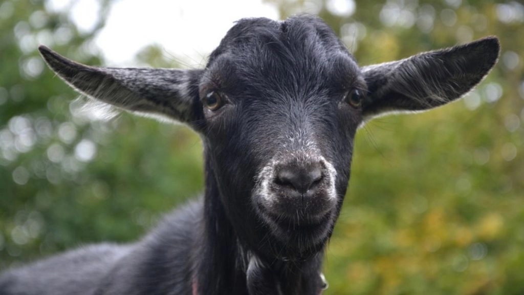 बिहार: शराब के नशे में धुत शराबी ने बकरी की ली जान