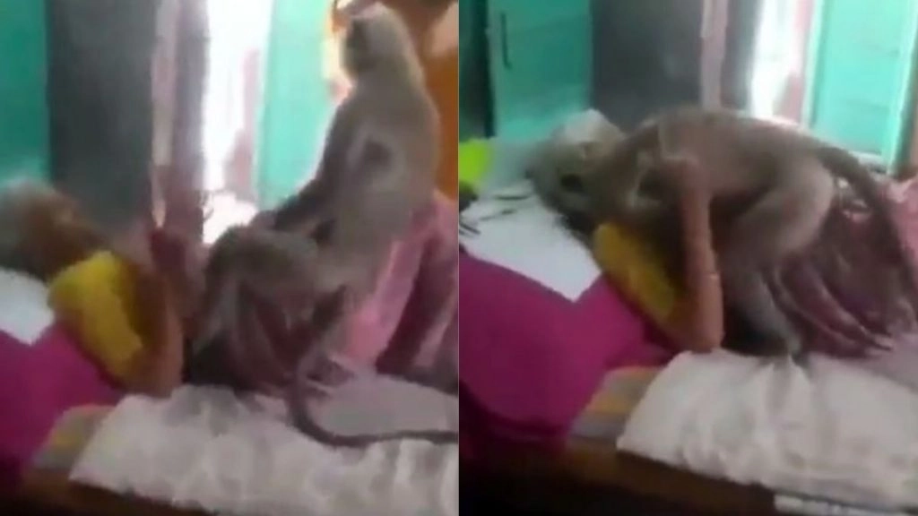 बीमार दादी से मिलने के लिए जब उसके घर पहुंचा लंगूर, देखें दिल को छू लेने वाला Viral Video