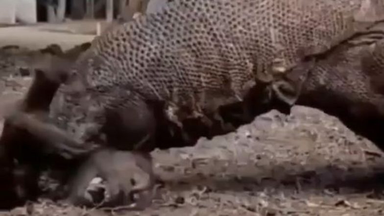 Viral Video: शिकारी ड्रैगन ने बंदर पर किया जबरदस्त अटैक, बड़ी बेरहमी से ली उसकी जान