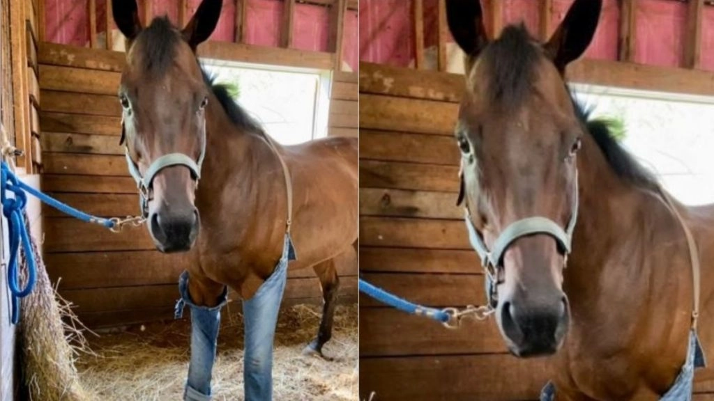 Viral Pic: क्या घोड़े को कभी जींस पहने देखा है? सोशल मीडिया पर वायरल हुई मजेदार तस्वीर, आप भी देखें