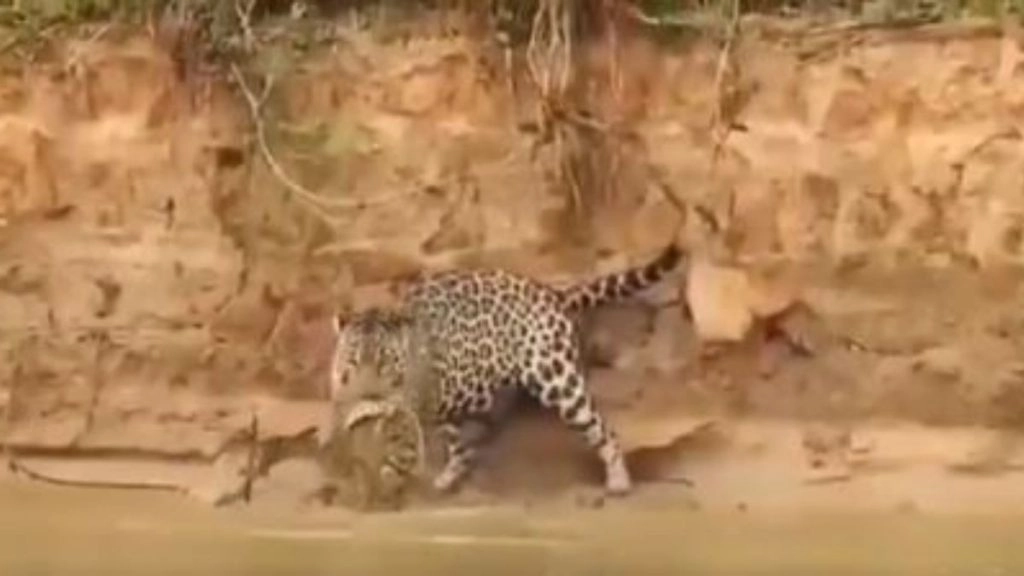 Uttar Pradesh: 45 दिन के तलाशी अभियान के बाद पकड़ा गया तेंदुआ