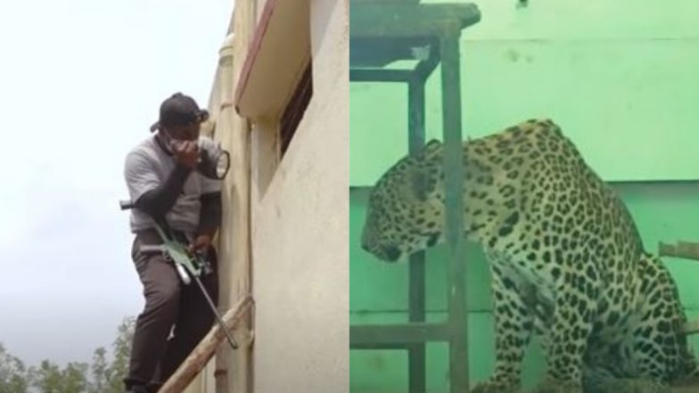 जब घायल अवस्था में स्कूल की कैंटीन में दाखिल हुआ तेंदुआ, Viral Video में देखें कैसे घंटों तक रेस्क्यू टीम हुई परेशान