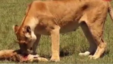 नन्हे शेर की मौत पर शोक में डूबी मां शेरनी, अपने लाल के लिए बिलख-बिलख कर लगी रोने (Watch Emotional Video)