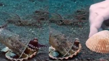 Viral Video: ऑक्टोपस को प्लास्टिक के प्याले से हटने के लिए गोताखोर ने कुछ इस तरह से किया राजी, पुराना वीडियो एक बार फिर हुआ वायरल