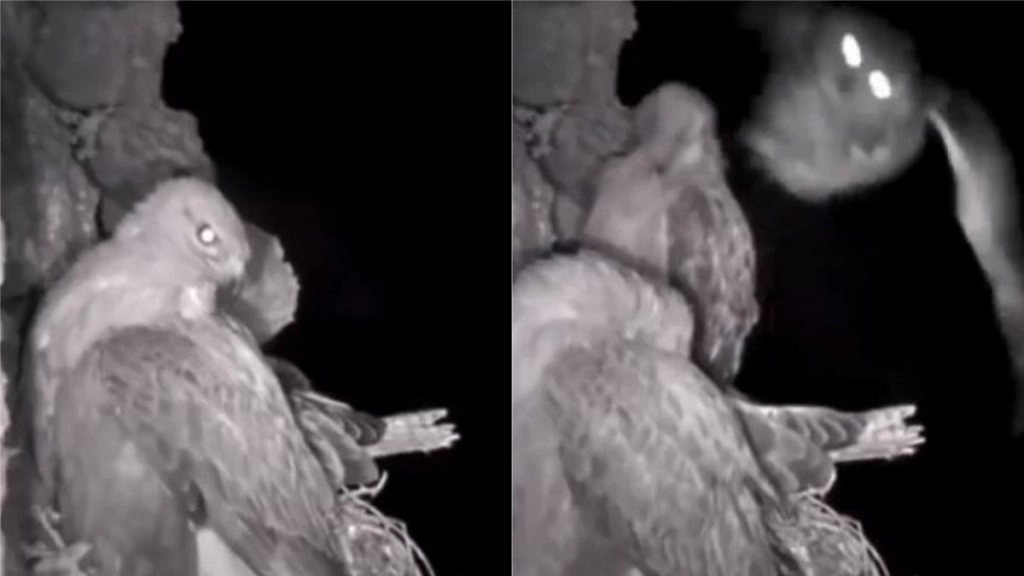 रात के अंधेरे में उल्लू ने किया दो बाजों पर जबरदस्त अटैक, वायरल वीडियो देख हैरान हो जाएंगे आप (Watch Viral Video)