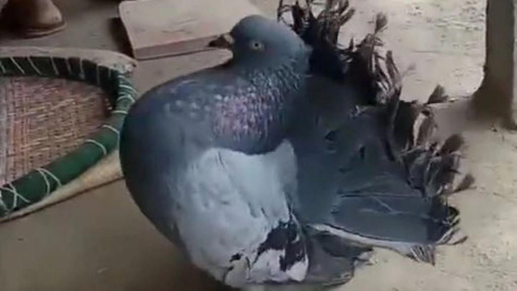 जब पंख फैलाकर मोर की तरह नाचने लगा कबूतर, पक्षी की हरकत को देख लोग हुए हैरान (Watch Viral Video)