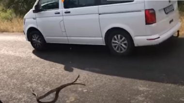 Python Attack: सड़क से गुजर रही थी तेज रफ्तार कार, तभी घात लगाए अजगर ने किया हमला और फिर… (Watch Viral Video)