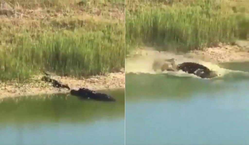 झील के पास लेटकर आराम फरमा रहा था विशाल अजगर, तभी शिकारी मगरमच्छ ने किया जबरदस्त अटैक (Watch Viral Video)