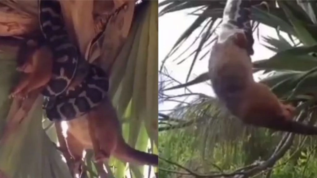 विशाल अजगर ने बनाया जिंदा लोमड़ी को अपना निवाला, वायरल वीडियो में देखे कैसे किया उसका शिकार 