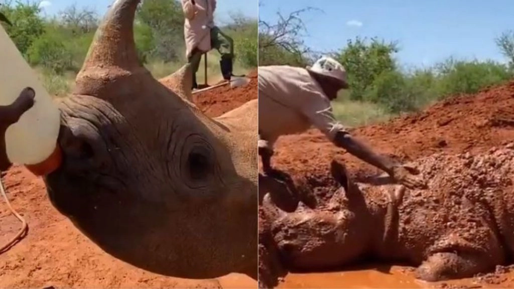 Viral Video: बोतल से दूध पीते और मिट्टी में स्नान का लुत्फ उठाते नन्हे गैंडे का मनमोहक वीडियो हुआ वायरल