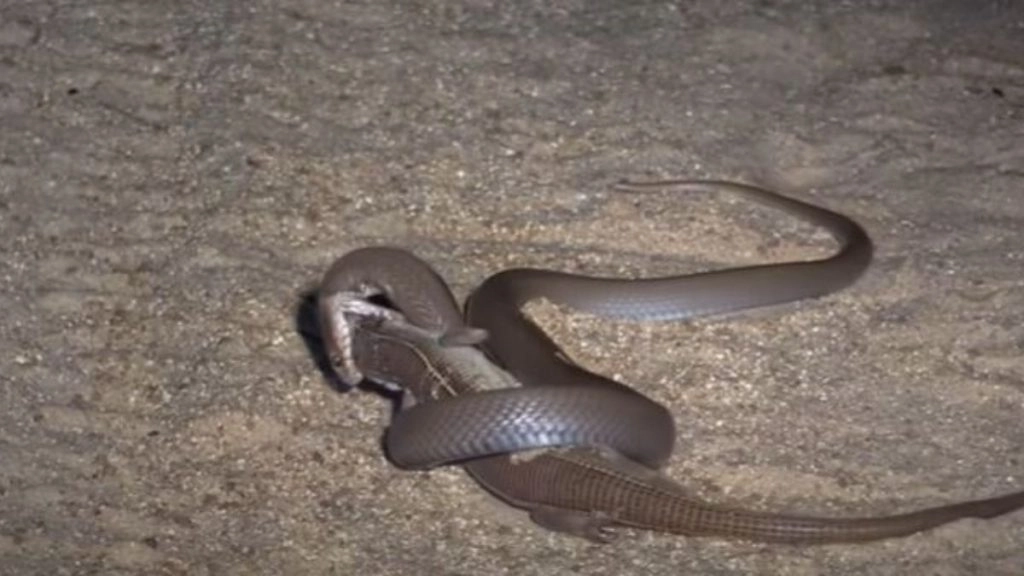 किंग कोबरा और छिपकली के बीच छिड़ी जिंदगी की जंग, Viral Video में देखें दोनों की इस खूनी लड़ाई का क्या हुआ अंजाम