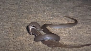 किंग कोबरा और छिपकली के बीच छिड़ी जिंदगी की जंग, Viral Video में देखें दोनों की इस खूनी लड़ाई का क्या हुआ अंजाम
