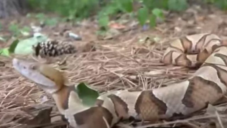 Shocking! बेडरूम में बिस्तर के नीचे 18 सांपों को देख उड़े कपल के होश, Viral Video में देखें दंपत्ति ने फिर क्या किया?