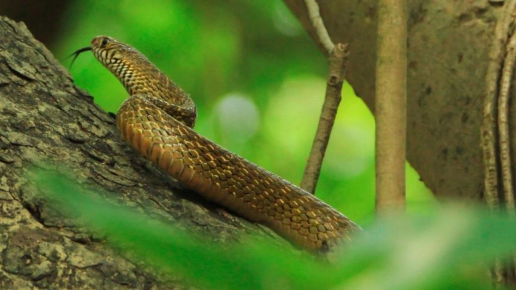 सावन के सोमवार के दिन मंदिरों के बाहर से सपेरों के पास से 24 सांप बरामद, पुलिस ने किए जब्त