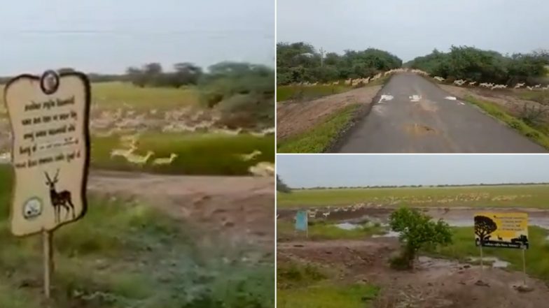 Blackbuck National Park: भावनगर के नेशनल पार्क में 3000 से ज्यादा काले हिरणों ने एक साथ पार की सड़क, देखें वीडियो