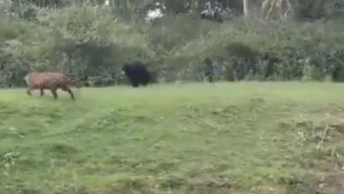 जब बाघ को खदेड़ने के लिए भालू ने दूर तक किया उसका पीछा, Viral Video में देखें आखिर में क्या हुआ?