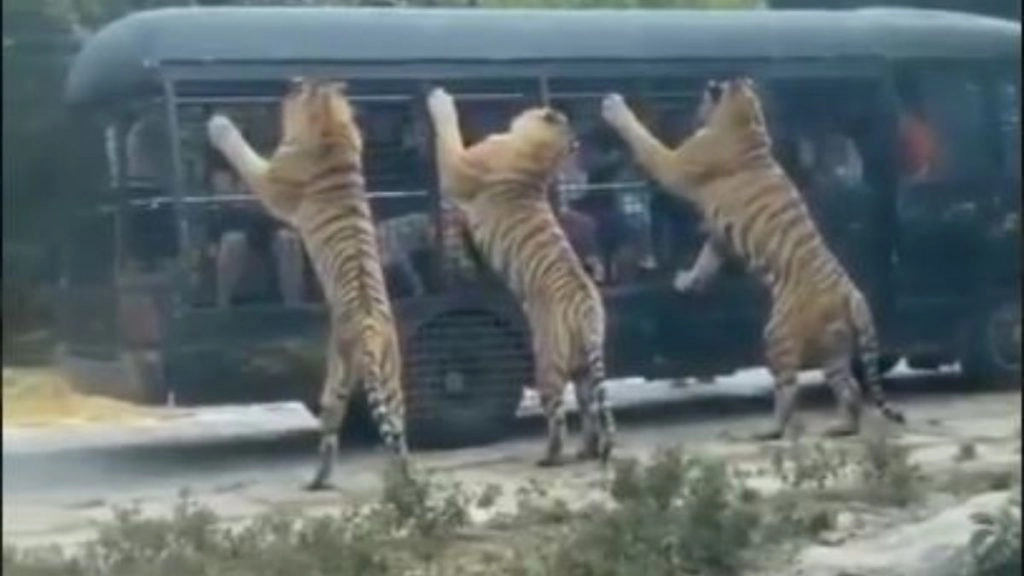 पर्यटकों से भरी गाड़ी को जब तीन बाघों ने घेर लिया, हलख में अटक गई सबकी जान… देखें Viral Video