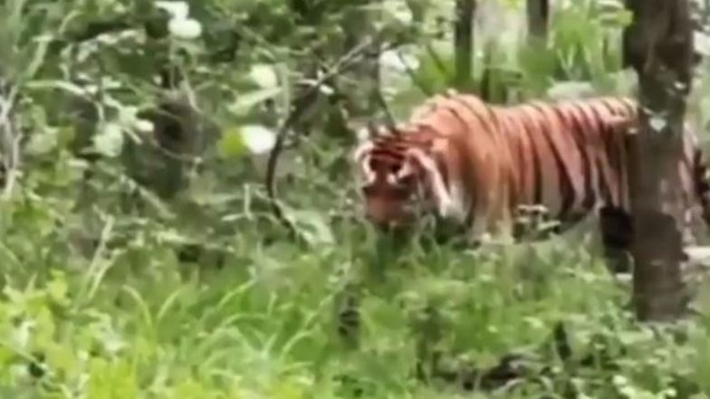 Viral Video: क्या आपने कभी बाघ को घास खाते देखा है? मध्य प्रदेश के सतपुड़ा टाइगर रिजर्व से वायरल हुआ हैरान करने वाला वीडियो