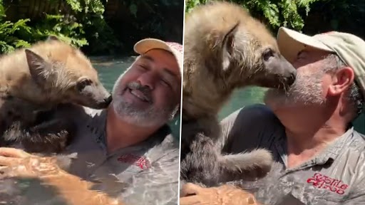 Viral Video: चिड़ियाघर के संचालक पर लकड़बग्घे ने की Kiss की बारिश, इंटरनेट पर वायरल हुआ वीडियो
