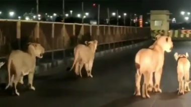 Lions Family Walking On Road Video: गुजरात की सड़कों पर घूमता दिखा शेरों का परिवार, देखें क्यूट वीडियो