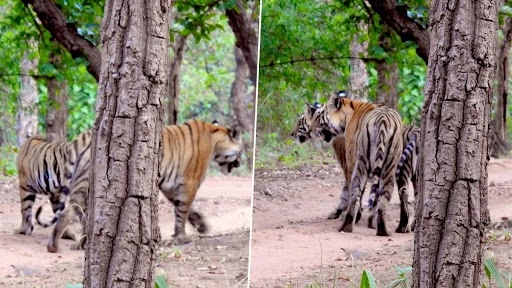 इन तस्वीरों में कई बाघ छिपे हैं, क्या आप गिनती कर बता सकते हैं कि इस फोटो में कितने टाइगर हैं?