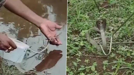 Odisha: कालाहांडी के एक घर में 26 बच्चों के साथ मिली मादा कोबरा, देखें वायरल तस्वीरें