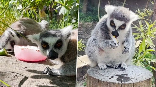 गर्मी को मात देने के लिए बर्फ के व्यंजन खाते नजर आए लेमर्स, इंटरनेट पर वायरल हुआ क्यूट वीडियो