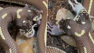 Two-Headed Snake Video: दो सिर वाले सांप का 2 चूहों को एक साथ निगलने का क्लिप वायरल, वीडियो देख चकरा जाएगा दिमाग