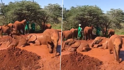 हाथियों के बच्चों का कीचड़ में लोटने और खेलने का क्यूट क्लिप वायरल, वीडियो देख हंसी छूट जाएगी