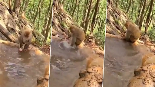 इंसानों की तरह बच्चे को नहलाते हुए ममा मंकी का क्लिप वायरल, वीडियो देख आजाएगी हंसी