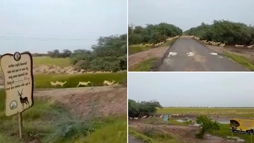 पीएम मोदी ने गुजरात के भावनगर में 3000 से अधिक काले हिरणों के झुंड को सड़क पार करते हुए क्लिप किया शेयर