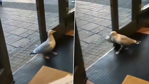 Viral Video: स्टोर में घुसकर सीगल ने चुराया चिप्स का पैकेट, वीडियो देख दिल हो जाएगा खुश