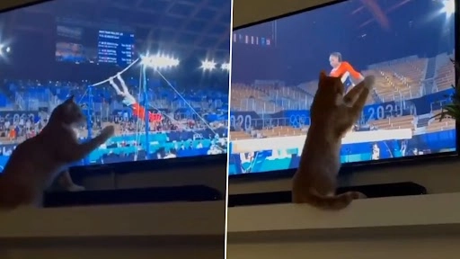 टोक्यो ओलंपिक्स में जिमनास्टों का प्रदर्शन देख टीवी के सामने बैठी बिल्ली भी हुई मस्त, देखिए लोटपोट कर देना वाला वीडियो