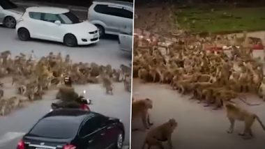 Viral Video: थाईलैंड में सड़क पर सैकड़ों बंदरों की भिड़ंत, यातायात ठप, देखें वायरल वीडियो