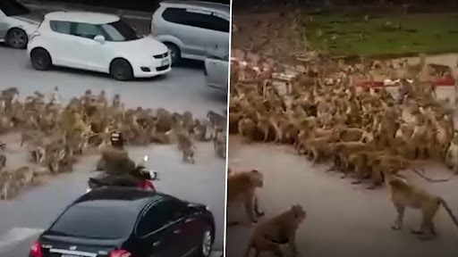 Viral Video: थाईलैंड में सड़क पर सैकड़ों बंदरों की भिड़ंत, यातायात ठप, देखें वायरल वीडियो
